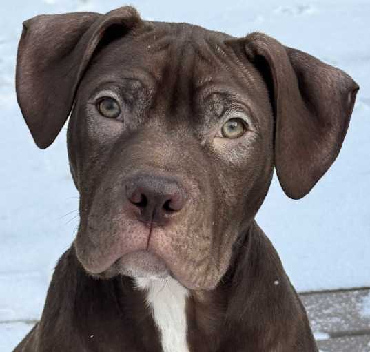 Photo of Chestnut
