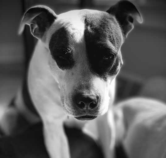 Photo of Lilli