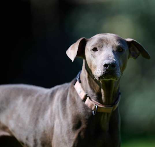 Photo of Dilly