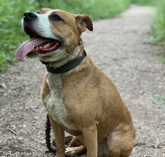 Photo of Ryder