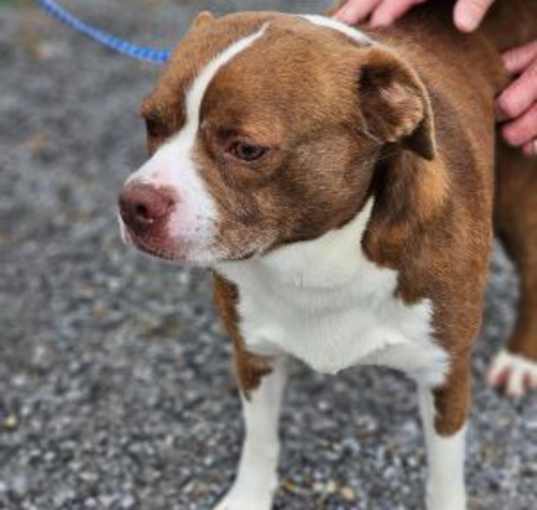 Photo of LARRY *PENDING adoption *
