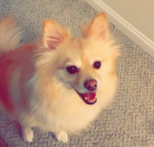 Photo of Honey