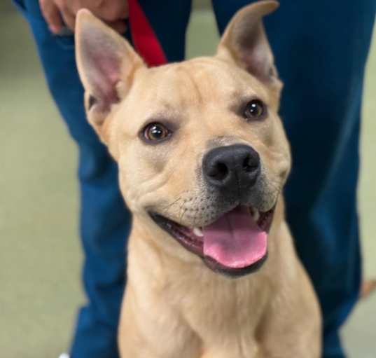 Photo of URGENT! SHELTER IS FULL