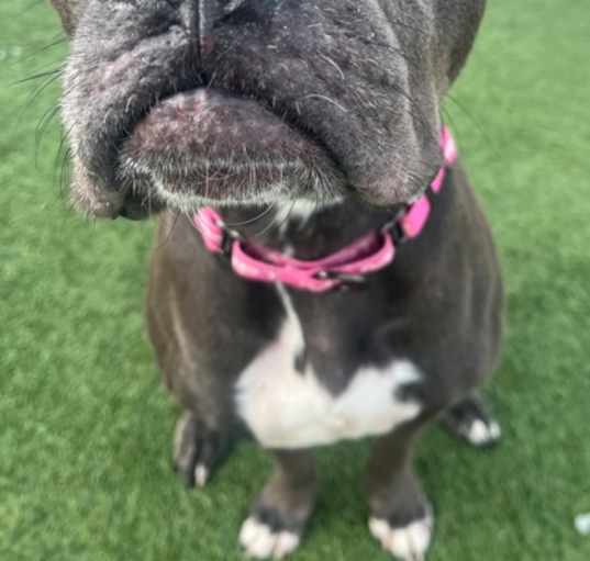 Photo of Roxie