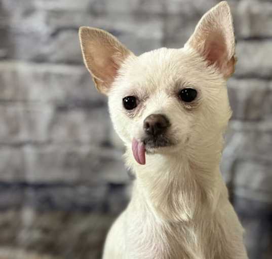 Photo of Luna