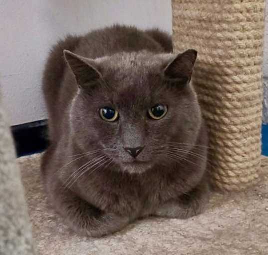 Photo of Shade