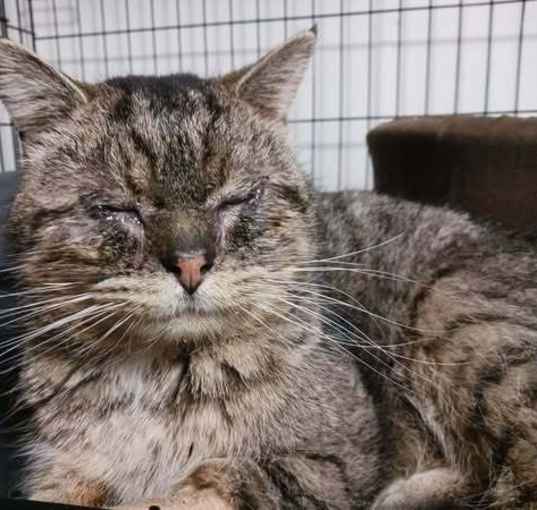 Photo of Boreas