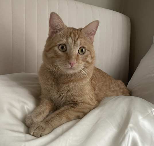Photo of Chili