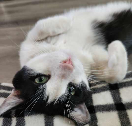Photo of Archie
