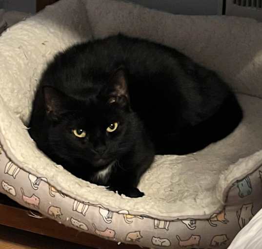 Photo of Coco