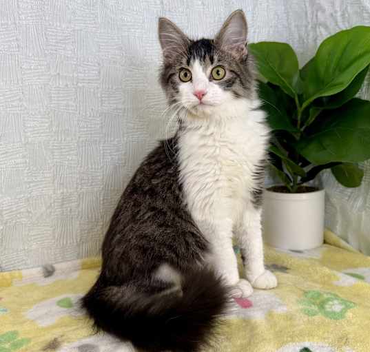 Photo of Xavier