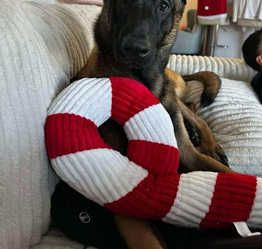 Photo of Ranger - located in CO