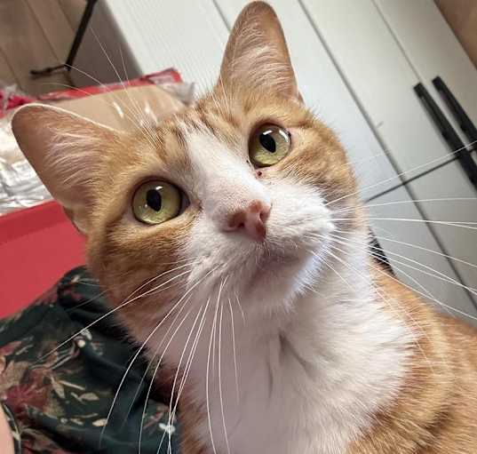 Photo of Lola Kitty