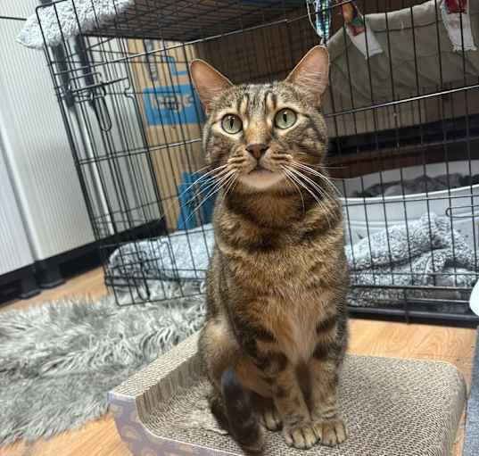 Photo of Petey Kitty