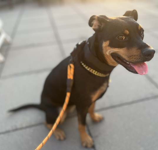 Photo of Skye