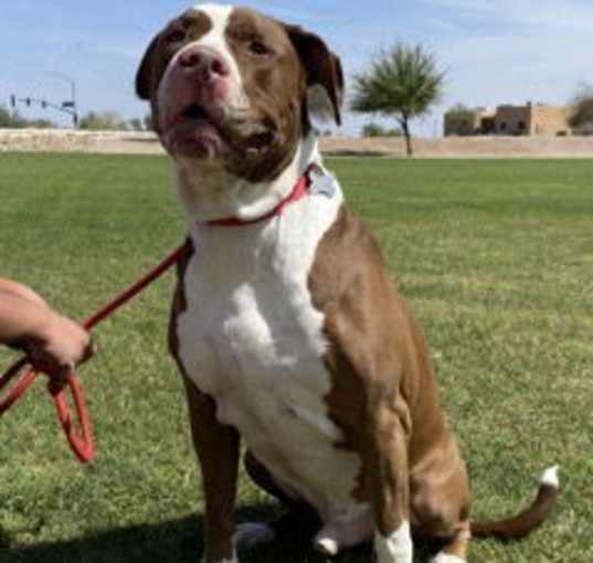 Photo of BUBBA