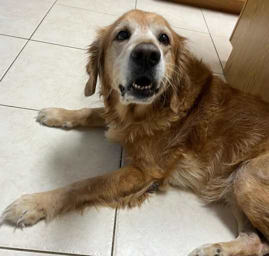 Photo of SCOUT