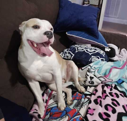 Photo of Harley