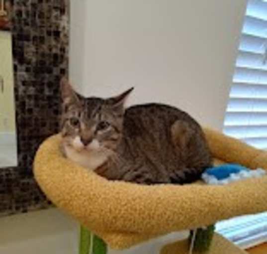 Photo of Snickers