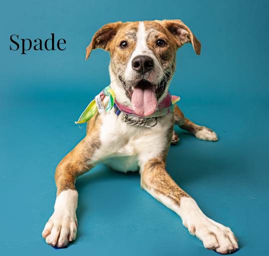Photo of Spade