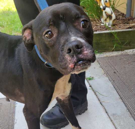 Photo of Flint
