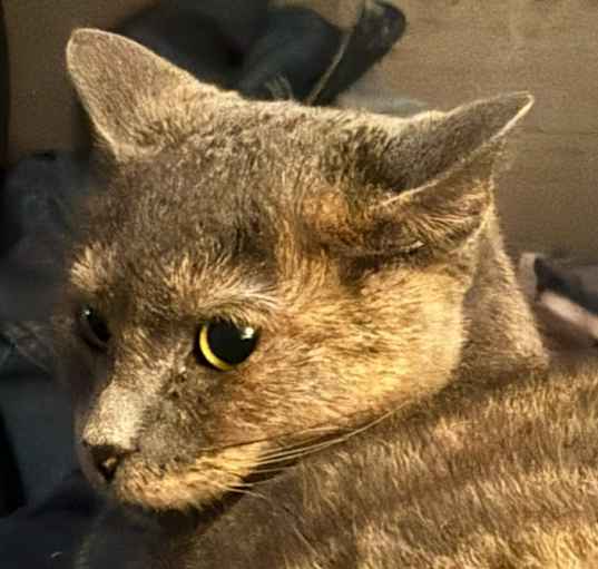 Photo of Twixie