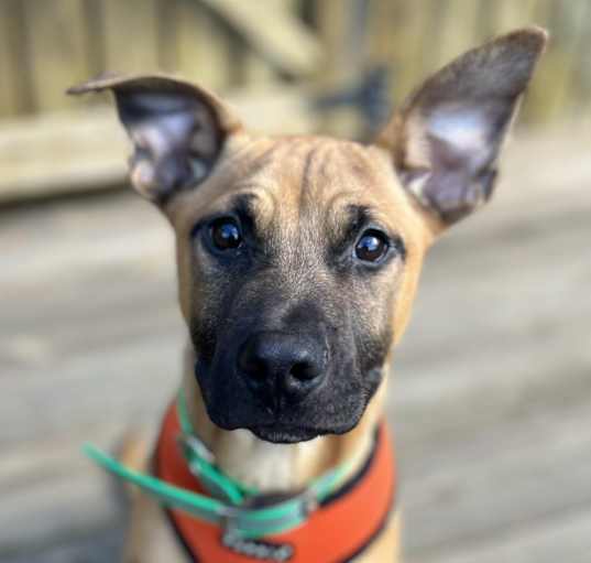 Photo of Diesel