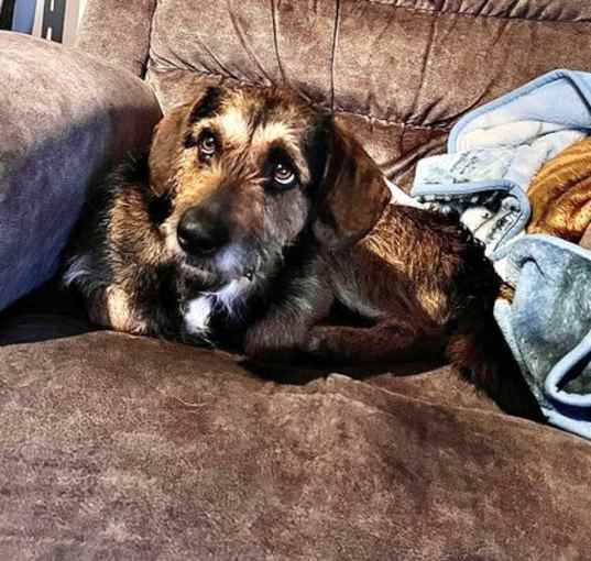 Photo of Scrappy