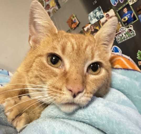 Photo of Ginger