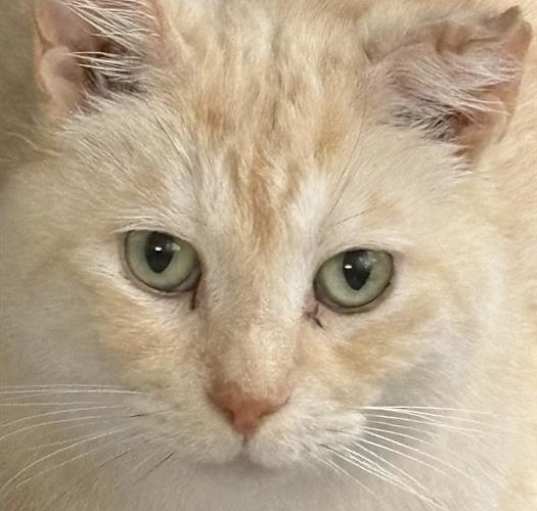 Photo of TIGER