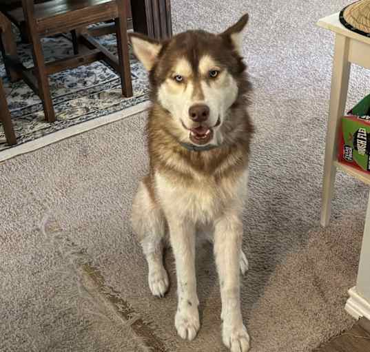 Photo of Nanook