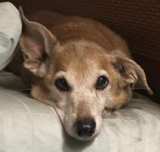Photo of Riley