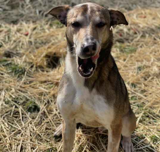 Photo of Rolo