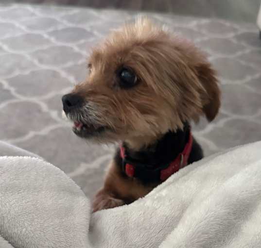 Photo of Scarlett