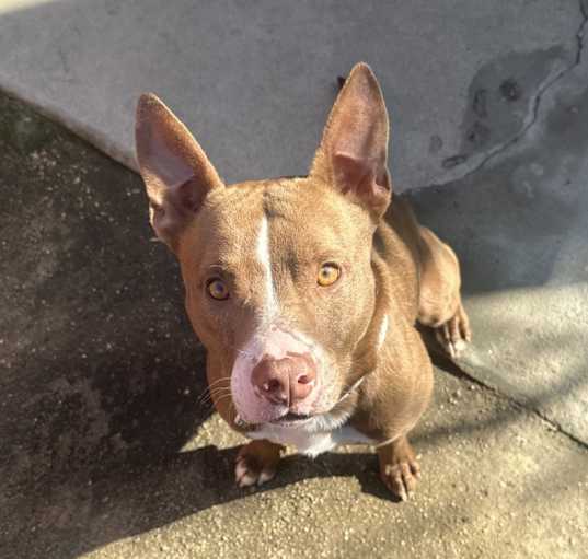 Photo of Canelo