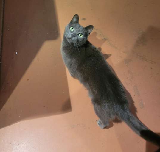 Photo of Nala