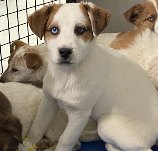 Photo of Copper