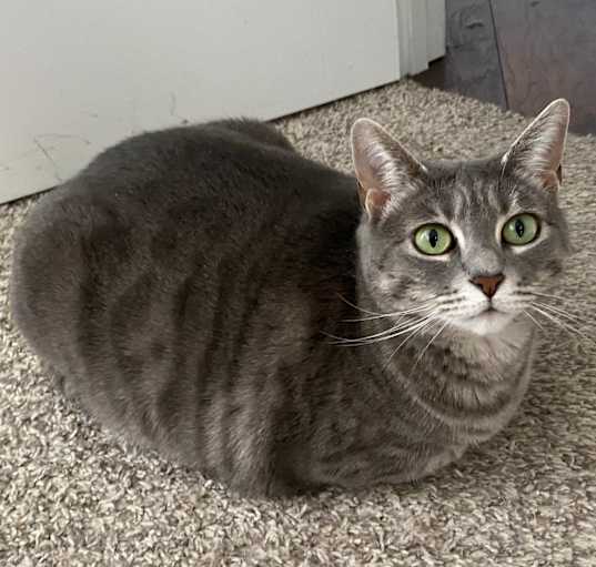 Photo of Meisha