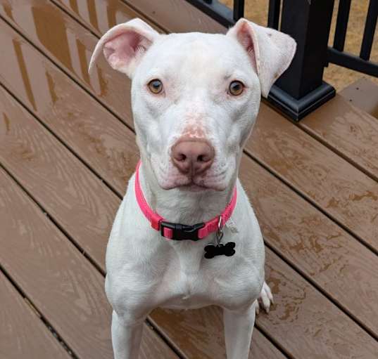 Photo of Bianca