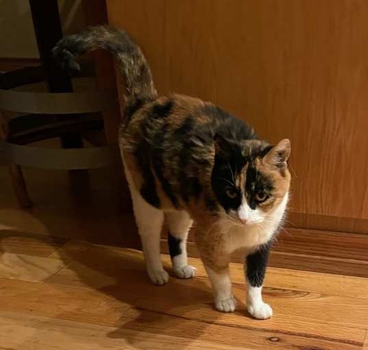 Photo of Calli