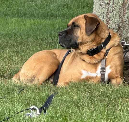 Photo of Otis