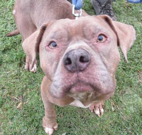 Photo of Tyson
