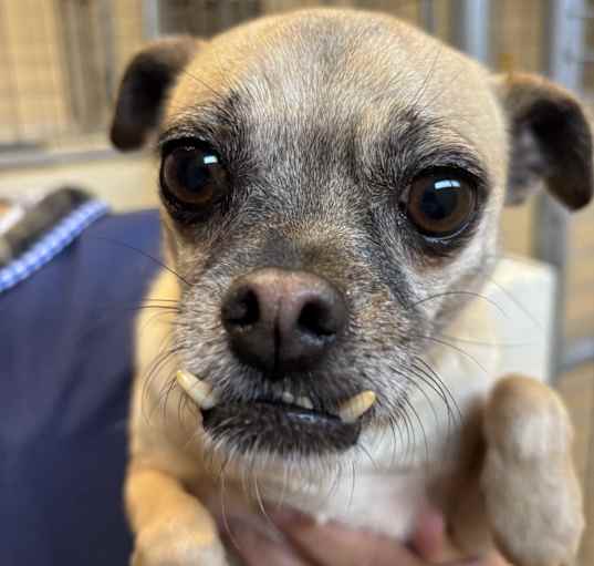 Photo of Shelby