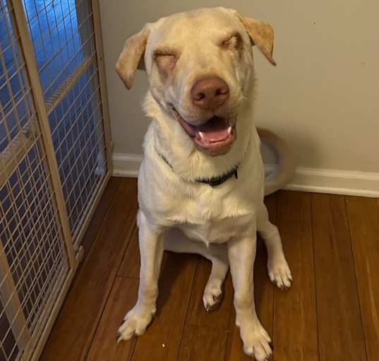 Photo of Charlie - Home to Home