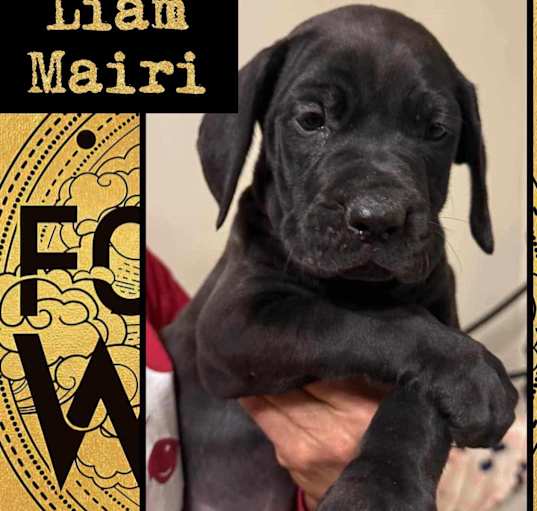 Photo of Liam Mairi
