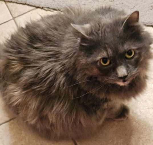 Photo of Calypso