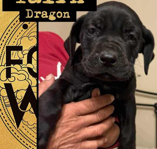 Photo of Tairn Dragon