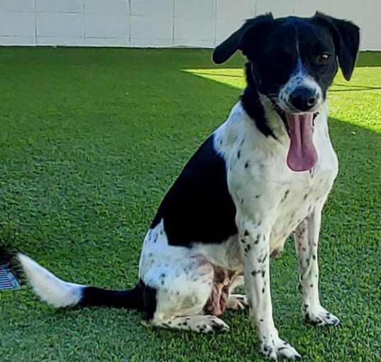 Photo of Pepper