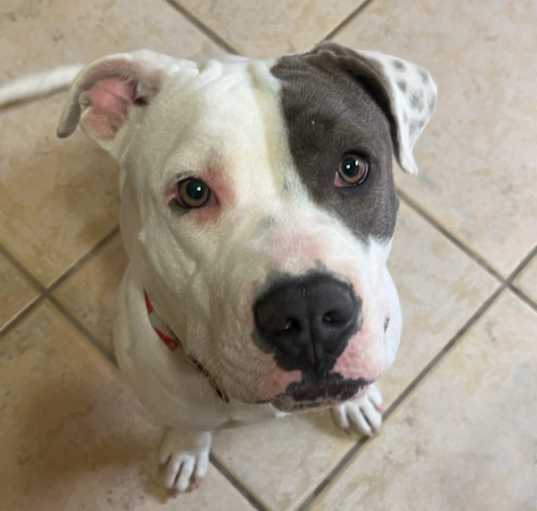 Photo of Layla