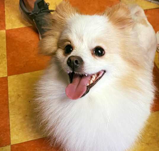 Photo of Fizzgig